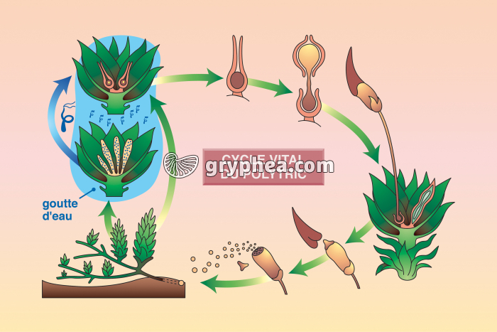 Polytric - Cycle vital d'une mousse - gryphea.com